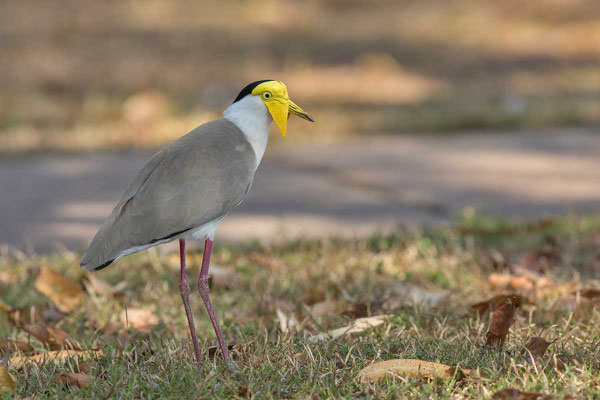 Maskenkiebitz (Vanellus miles) - Masked lapwing - 2