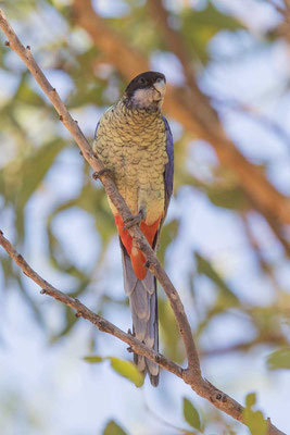 Brownsittich, Northern rosella, Platycercus venustus - 2