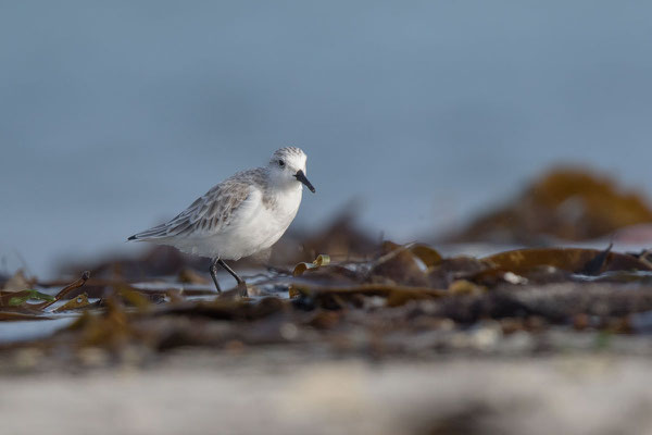 Sanderling (Calidris alba) - 6