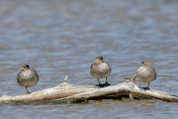 Marmelente, Marmaronetta angustirostris, Marbled Teal- 2