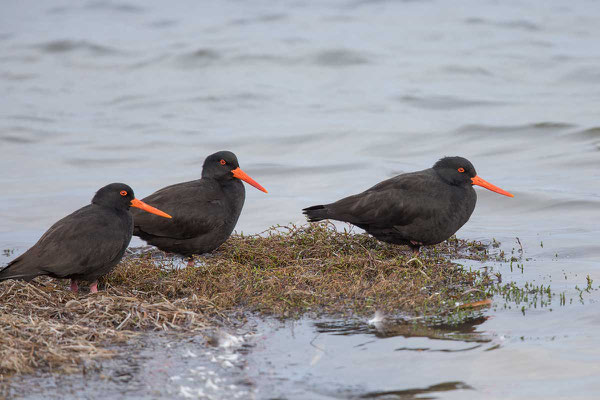 Ruß-Austernfischer (Haematopus fuliginosus) - Sooty oystercatcher - 3