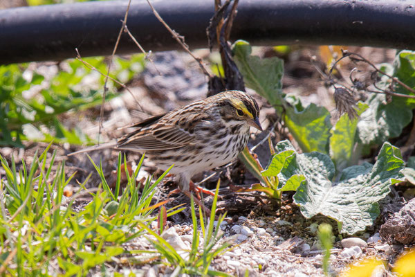 Grasammer (Passerculus sandwichensis)