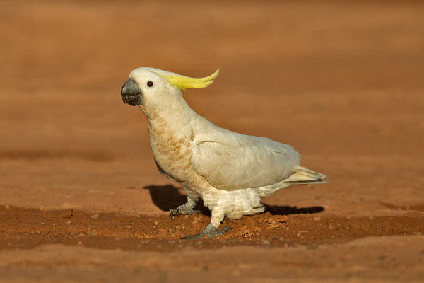 Gelbhaubenkakadu, Sulphur-crested cockatoo, Cacatua galerita - 2