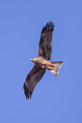 Schwarzmilan,  Black kite, Milvus migrans - 7