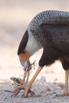 Schopfkarakara (Caracara plancus) - Southern crested caracara - 10