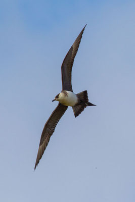 Schmarotzerraubmöwe (Stercorarius parasiticus) - 3