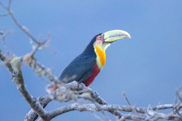 Bunttukan (Ramphastos dicolor) - 3