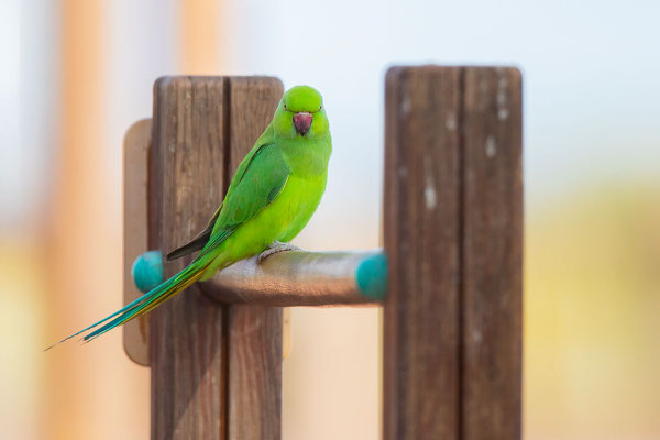 Halsbandsittich (Psittacula krameri) auf der kanarischen Insel Fuerteventura.