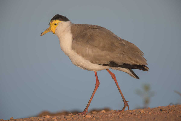 Maskenkiebitz (Vanellus miles) - Masked lapwing - 5