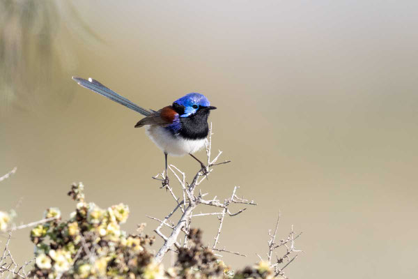 Weißbauch-Staffelschwanz, Variegated Fairy-wren, Malurus lamberti - 3