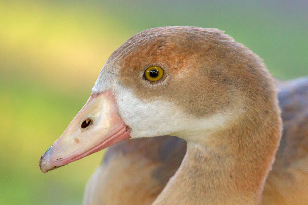 Nilgans - 6