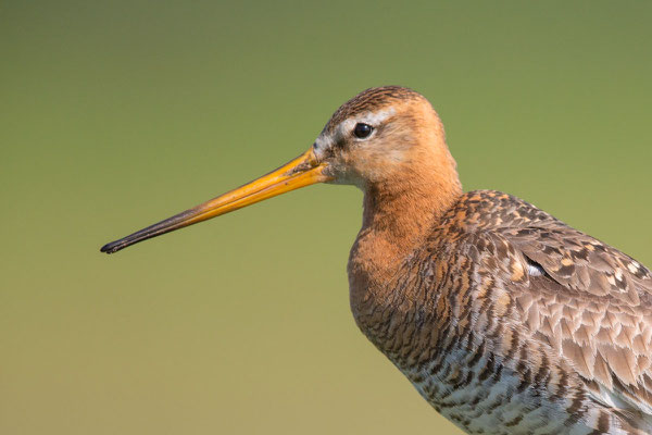 Uferschnepfe (Limosa limosa) - 7