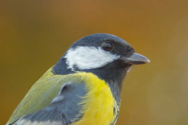 Kohlmeise (Parus major) - 6