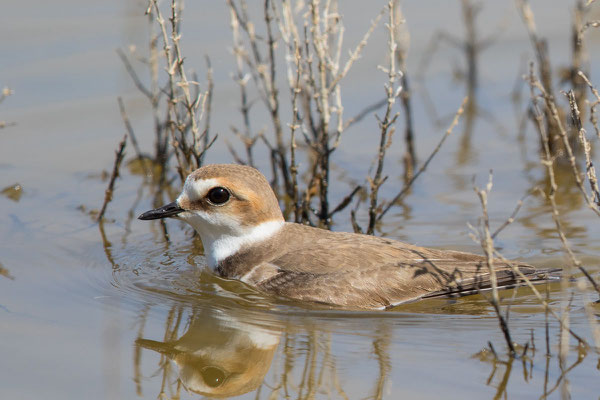 Seeregenpfeifer (Charadrius alexandrinus) - 5