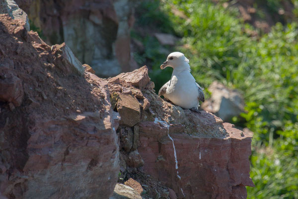 Eissturmvogel (Fulmarus glacialis) - 5