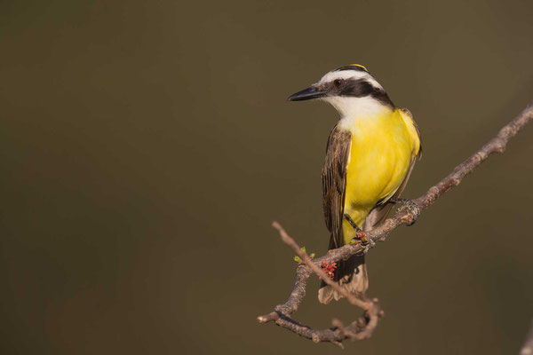 Schwefelmaskentyrann (Pitangus sulphuratus); Great Kiskadee - 7