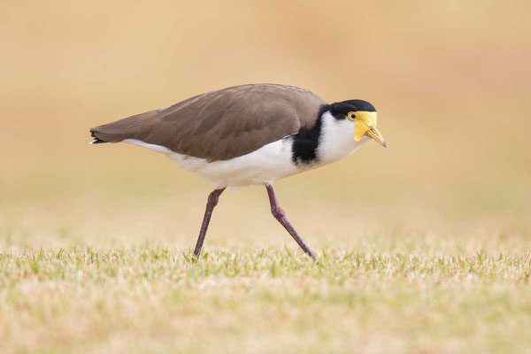 Schwarznackenkiebitz (Vanellus novaehollandiae) - Black-shouldered Lapwing - 4