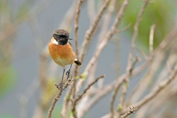 Männliches Schwarzkehlchen (Saxicola rubicola) auf der griechischen Halbinsel Peloponnes.