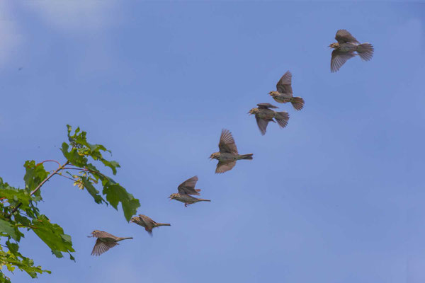 Baumpieper beim Singvogel.