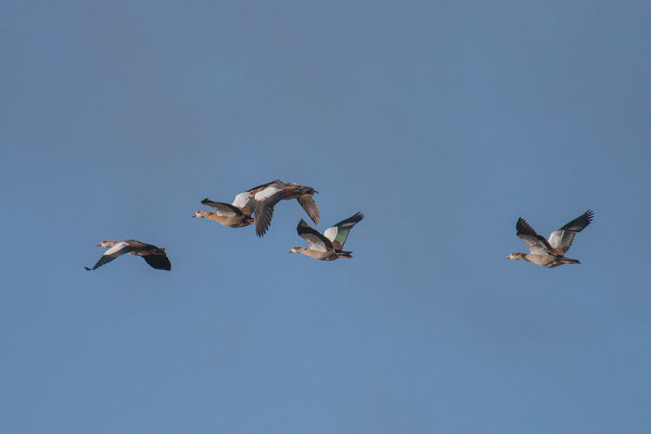 Nilgans - 11