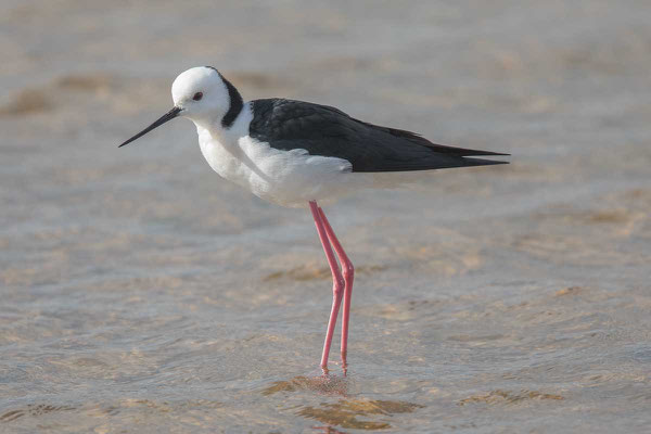 Weißgesicht-Stelzenläufer (White-headed stilt)-cc-4