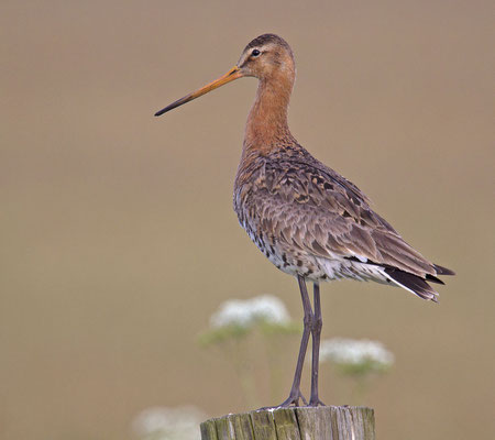 Uferschnepfe (Limosa limosa) -cc-2