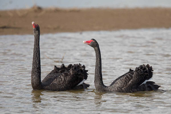 Trauerschwan (Cygnus atratus) - Black swan - 17