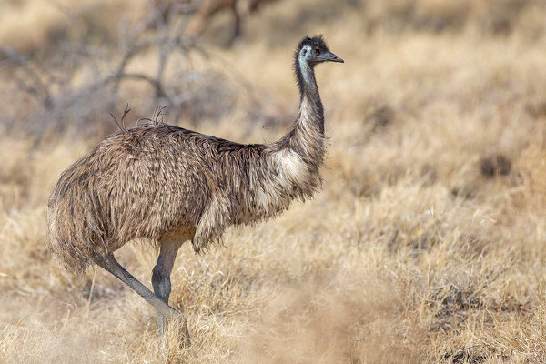 Emu (Dromaius novaehollandiae) - 3