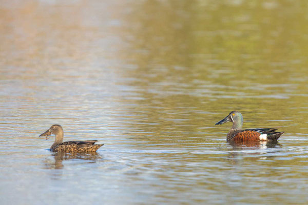 Halbmond-Löffelente; Australasian shoveler; Spatula rhynchotis - 2