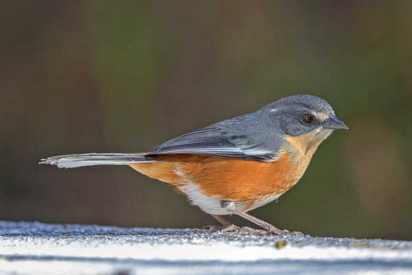 Rotbürzel-Ammerfink (Poospiza lateralis) - Buff-throated Warbling-finch - 3