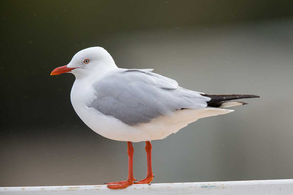 Silberkopfmöwe (Chroicocephalus novaehollandiae) - Silver gull - 1