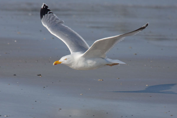 Silbermöwe (Larus argentatus) - 12