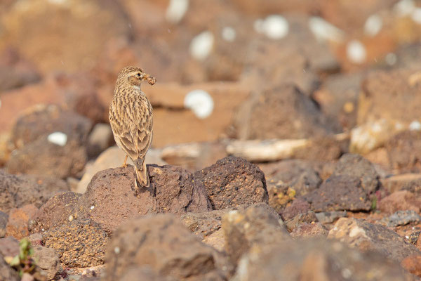 Stummellerche (Calandrella rufescens) in der Steppe vin Tindaya auf der Insel Fuerteventura.