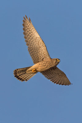 Männlicher Turmfalke (Falco tinnunculus) - 6