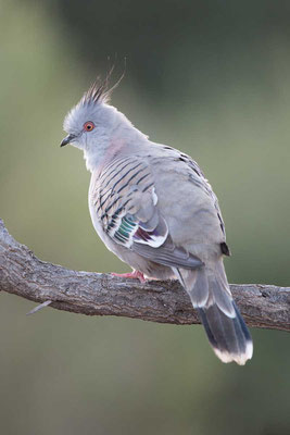 Spitzschopftaube (Ocyphaps lophotes) - Crested pigeon - 2