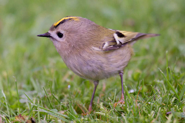 Wintergoldhähnchen (Regulus regulus)  - 1