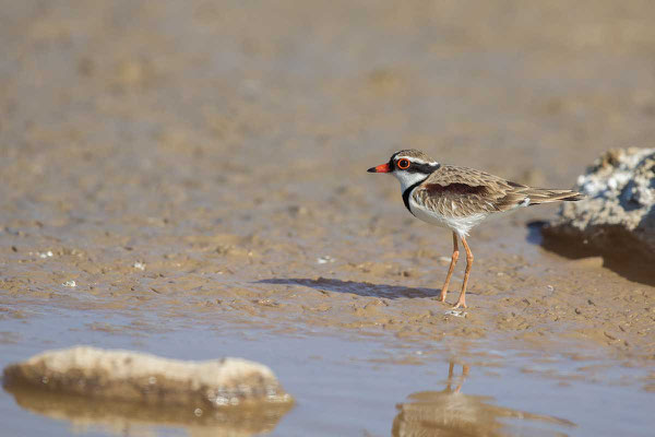 Schwarzstirnregenpfeifer (Elseyornis melanops) - Black-fronted dotterel - 2