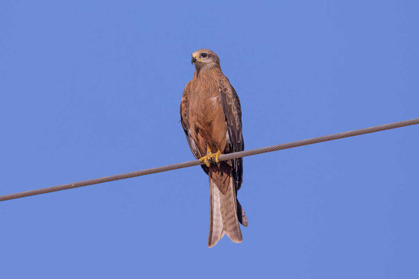 Schwarzmilan,  Black kite, Milvus migrans - 5