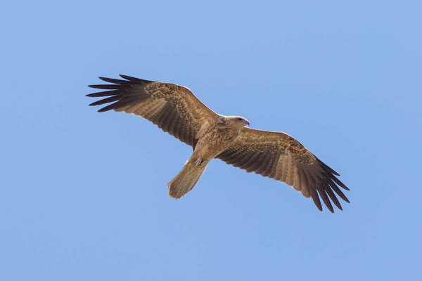 Keilschwanzweih, Whistling kite, Haliastur sphenurus - 5