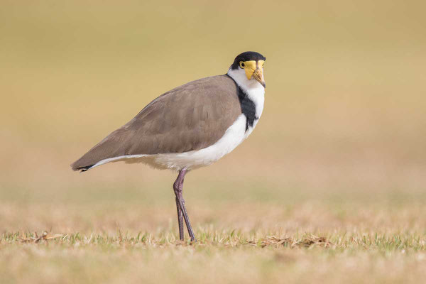 Schwarznackenkiebitz (Vanellus novaehollandiae) - Black-shouldered Lapwing - 3