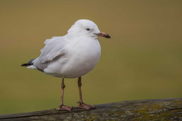 Silberkopfmöwe (Chroicocephalus novaehollandiae) - Silver gull - 6