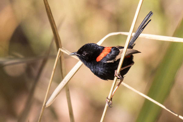 Rotrücken-Staffelschwanz, Red-backed fairywren, Malurus melanocephalus - 2