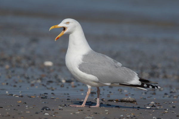 Silbermöwe (Larus argentatus) - 3