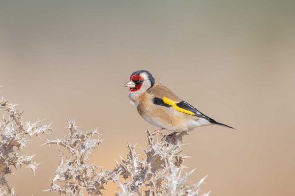 Stieglitz (Carduelis carduelis) - Goldfinch - 5