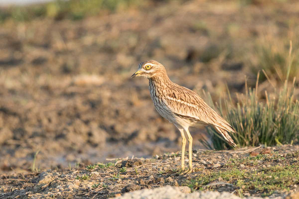 Triel, Stone-curlew, Burhinus oedicnemus - 8