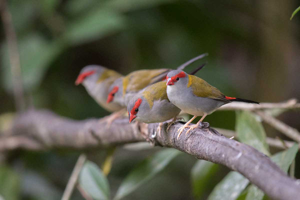 Dornastrild, Red-browed finch, Neochmia temporalis - 2