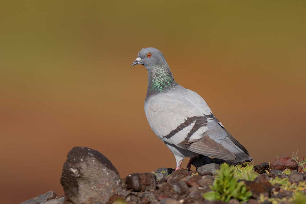 Felsentaube (Columba livia)  auf Fuerteventura.