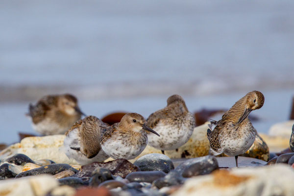 Alpenstrandläufer (Calidris alpina) - 3