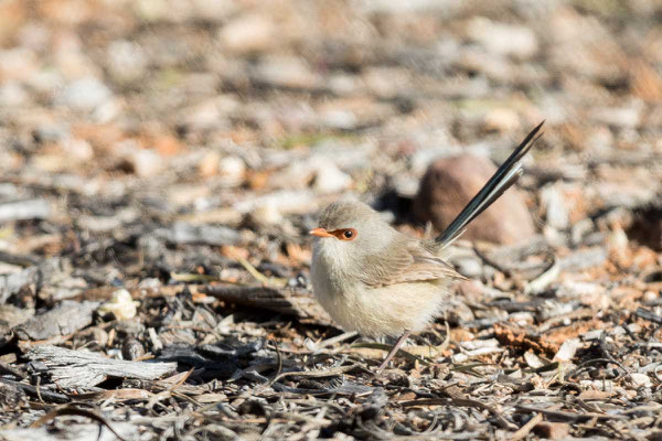 Weißbauch-Staffelschwanz, Variegated Fairy-wren, Malurus lamberti - 1