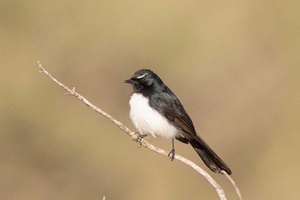 Gartenfächerschwanz, Wille wagtail, Rhipidura leucophrys - 5